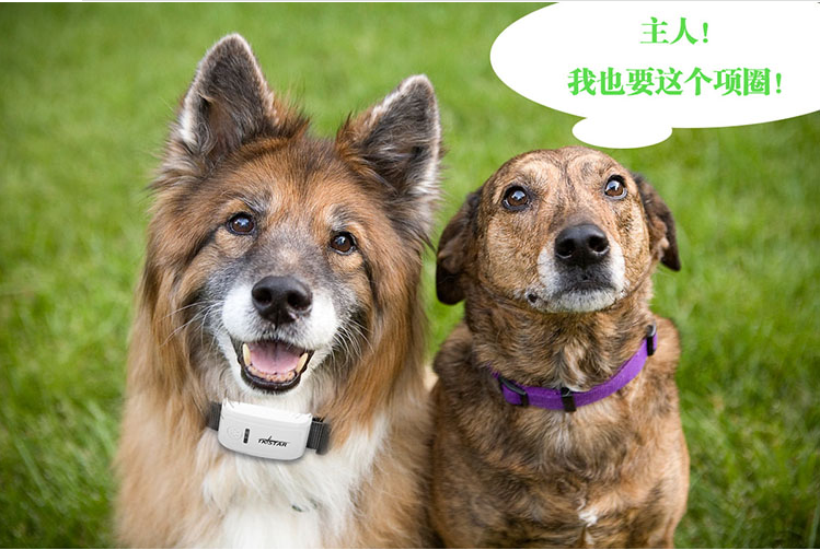 小狗定位器